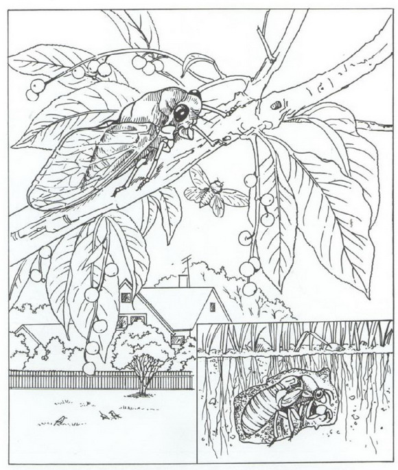 Print cicade soort krekel kleurplaat